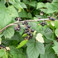 Solb�r (Ribes nigrum)