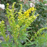 Gyldenris (Solidago hybrida)