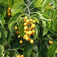 Tr�morder (Celastrus scandens)