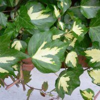 Vedbend (Hedera helix)