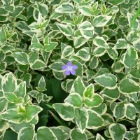 Stor Singr�n (Vinca major)