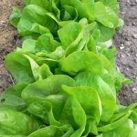 Hovedsalat (Lactuca sativa)
