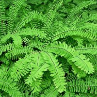 Venush�r (Adianthum pedatum)