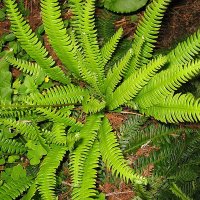 Kambregne (Blechnum spicant)