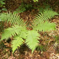 Mangel�v (Dryopteris)