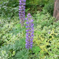 Lupin (Havelupin) (Lupinus polyphyllus)