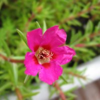 Portulak (Portulaca)