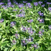 Have-Knopurt (Centaurea dealbata)