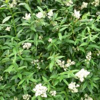 Almindelig Liguster (Ligustrum vulgare)