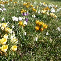 Krokus (Crocus)