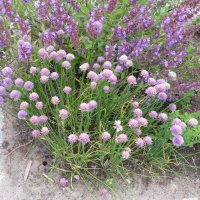Purl�g (Allium schoenoprasum)