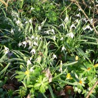 Vinterg�k (Galanthus nivalis)