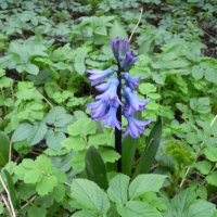 Hyacint (Hyacinthus orientalis)