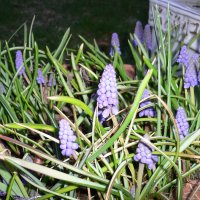 Perlehyacint (Muscari botryoides)