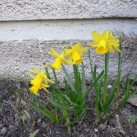 Narcis (Narcissus)