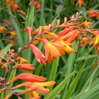Montbretia (Crocosmia x crocosmiiflora)