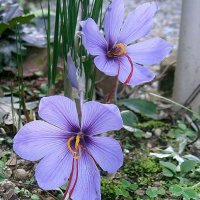 Efter�rskrokus (Crocus sativa)