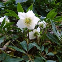 Almindelig Julerose (Helleborus niger)