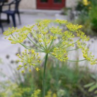 Dild (Anethum graveolens)
