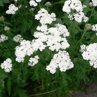 R�llike (Achillea millefolium)