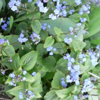K�rmindes�ster (Brunnera macrophylla)