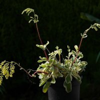 Stenh�jsguldregn (Chiastophyllum oppositifolium)