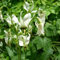 Gudeblomst (Dodecatheon meadia)