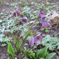 R�d nyserod (Helleborus abchasius roseopurpureus)