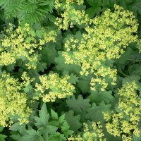 L�vefod (Alchemilla vulgaris)