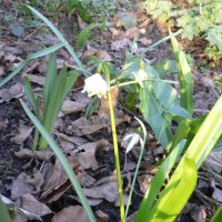 Dorothealilje (Leucojum vernum)