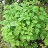 Citronmelisse (Melissa officinalis)