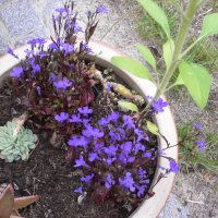 Kantlobelie (Lobelia erinus)