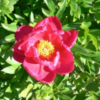 P�on (Paeonia albiflora)