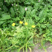 Sibirisk Valmue (Papaver nudicaule)