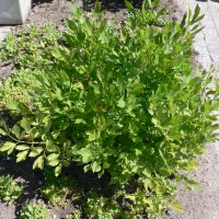 L�vstikke (Levisticum officinale)