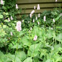 Slangeurt (Persicaria bistorta 'Superba')