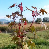Olieplante (Ricinus communis)