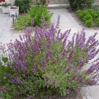 Salvie (Salvia officinalis)