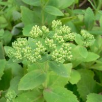 R�d Sankthansurt (Sedum telephium)