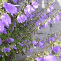 Ensidig Klokke (Campanula rapunculoides)