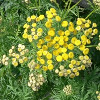 Rejnfan (Tanacetum vulgare)