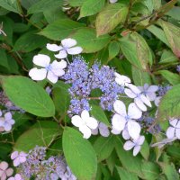 Tr�agtig Hortensie (Hydrangea arborescens)