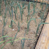 Porre (Allium porrum)