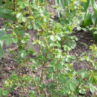 �blerose (Rosa eglanteria)