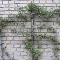 Bjergskovranke (Clematis montana )