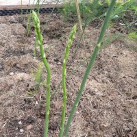 Asparges (Asparagus officinalis)