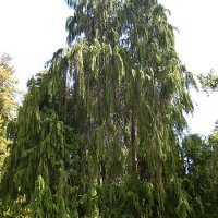 �delcypres (Chamaecyparis lawsoniana)