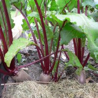 R�dbede (Beta vulgaris var. vulgaris)