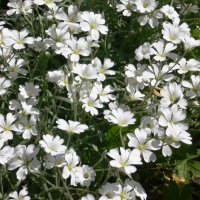 H�nsetarm (Cerastium tomentosum)