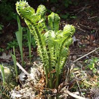 Strudsevinge (Matteuccia struthiopteris)